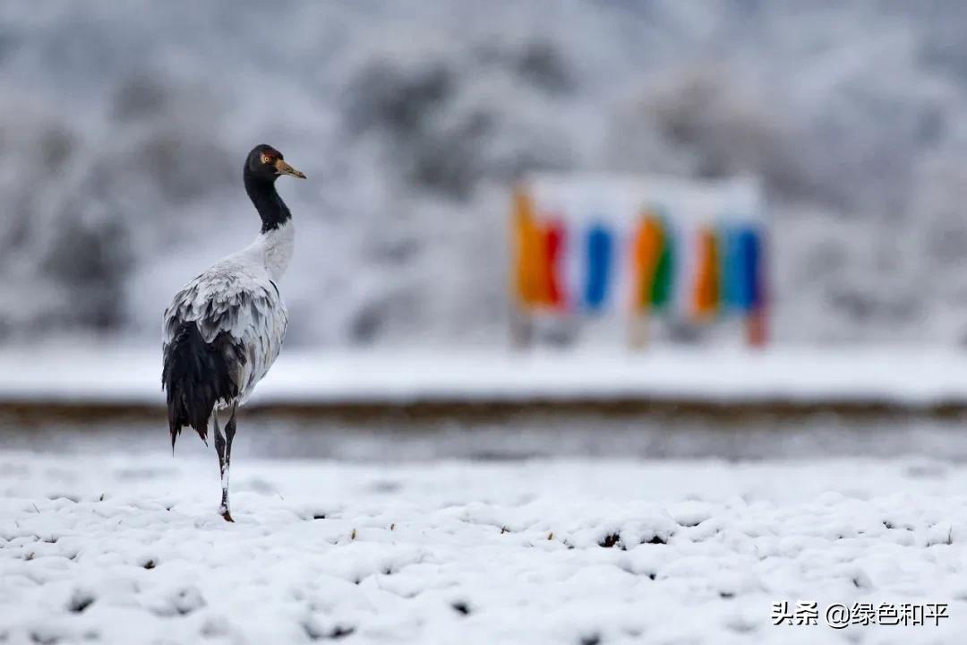 自然合伙人|“三江主人”彭建生：建一座图像喜马拉雅的藏族汉子