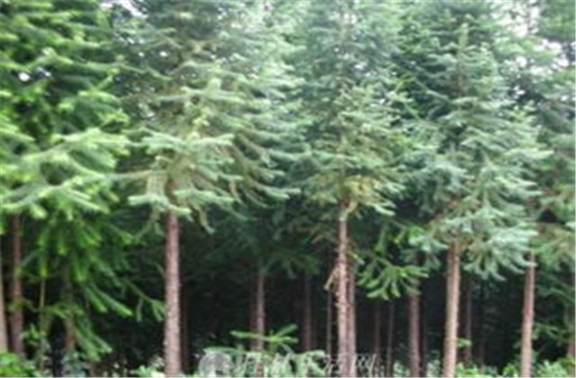 杉木有虫怎么防治,杉木虫害图片