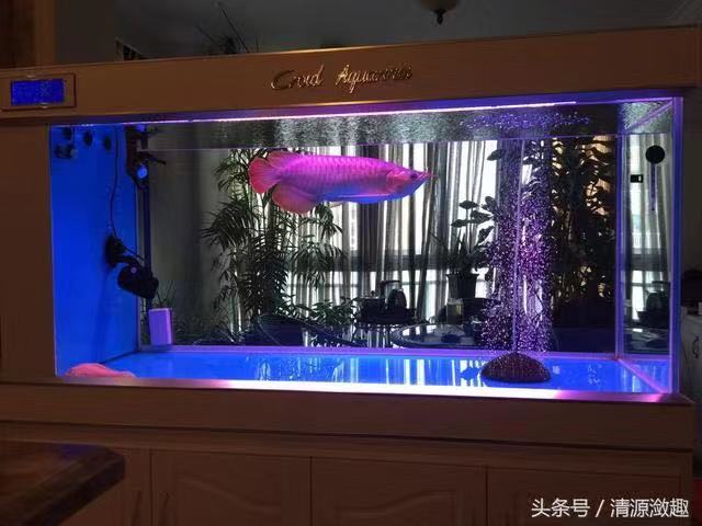 鱼缸养锦鲤鱼技术大全,缸养小锦鲤鱼的基本方法