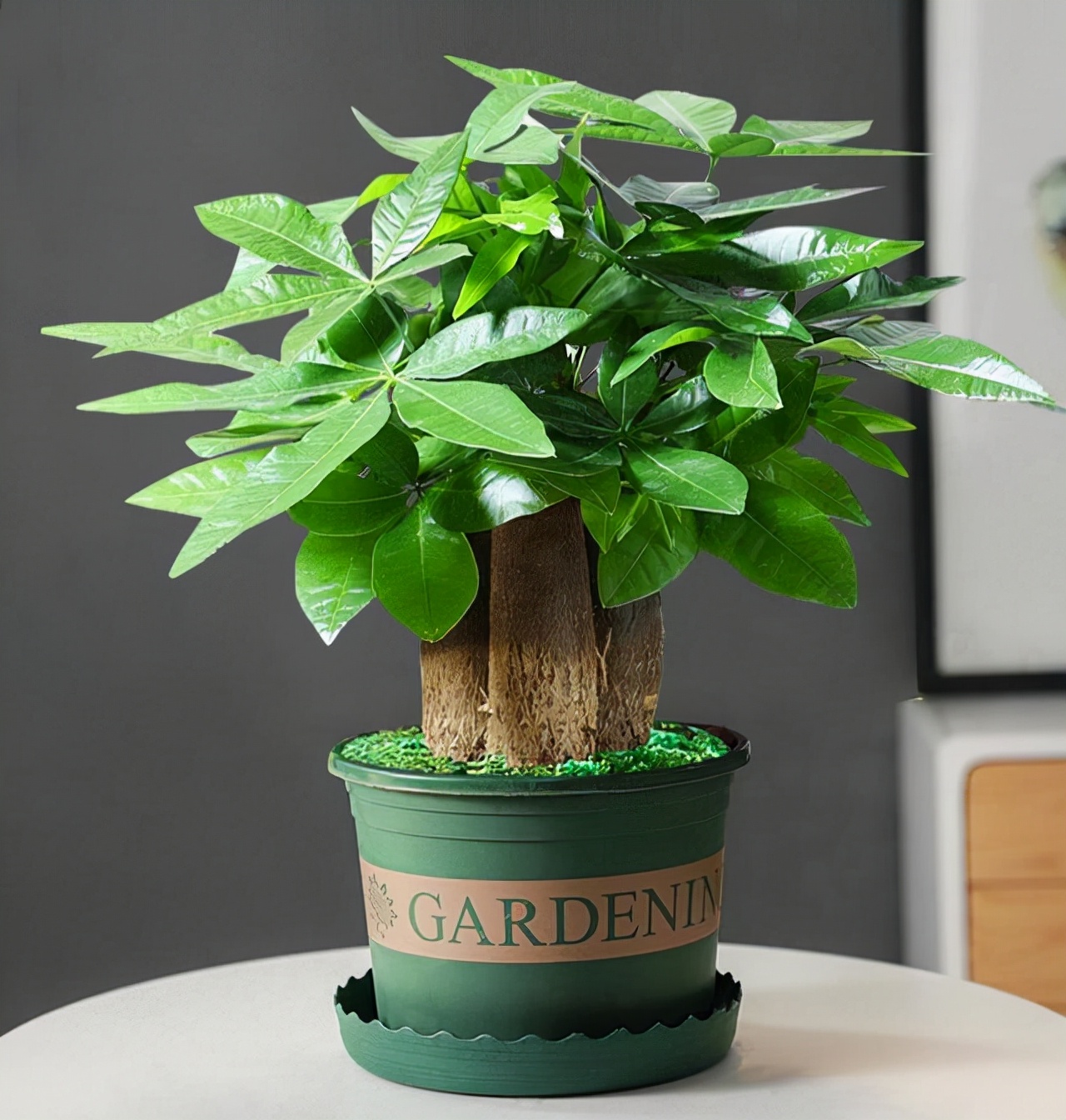 寓意财旺的花,十大吉祥花开图片