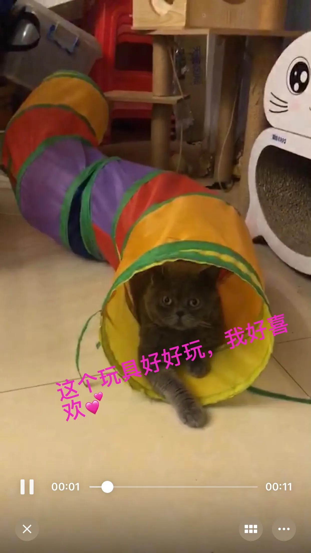 蓝猫加菲和美短能生出什么,蓝猫和长毛加菲猫的混种
