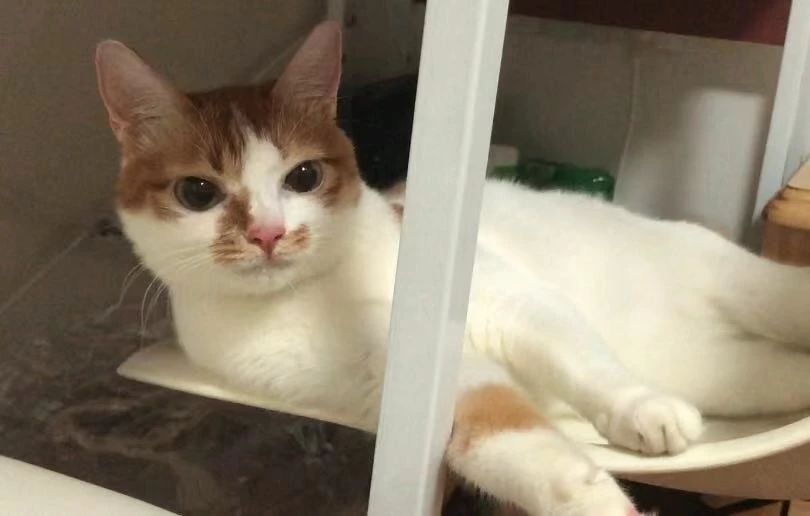 猫咪原发性膀胱炎需要用抗生素吗,关于猫特发性膀胱炎