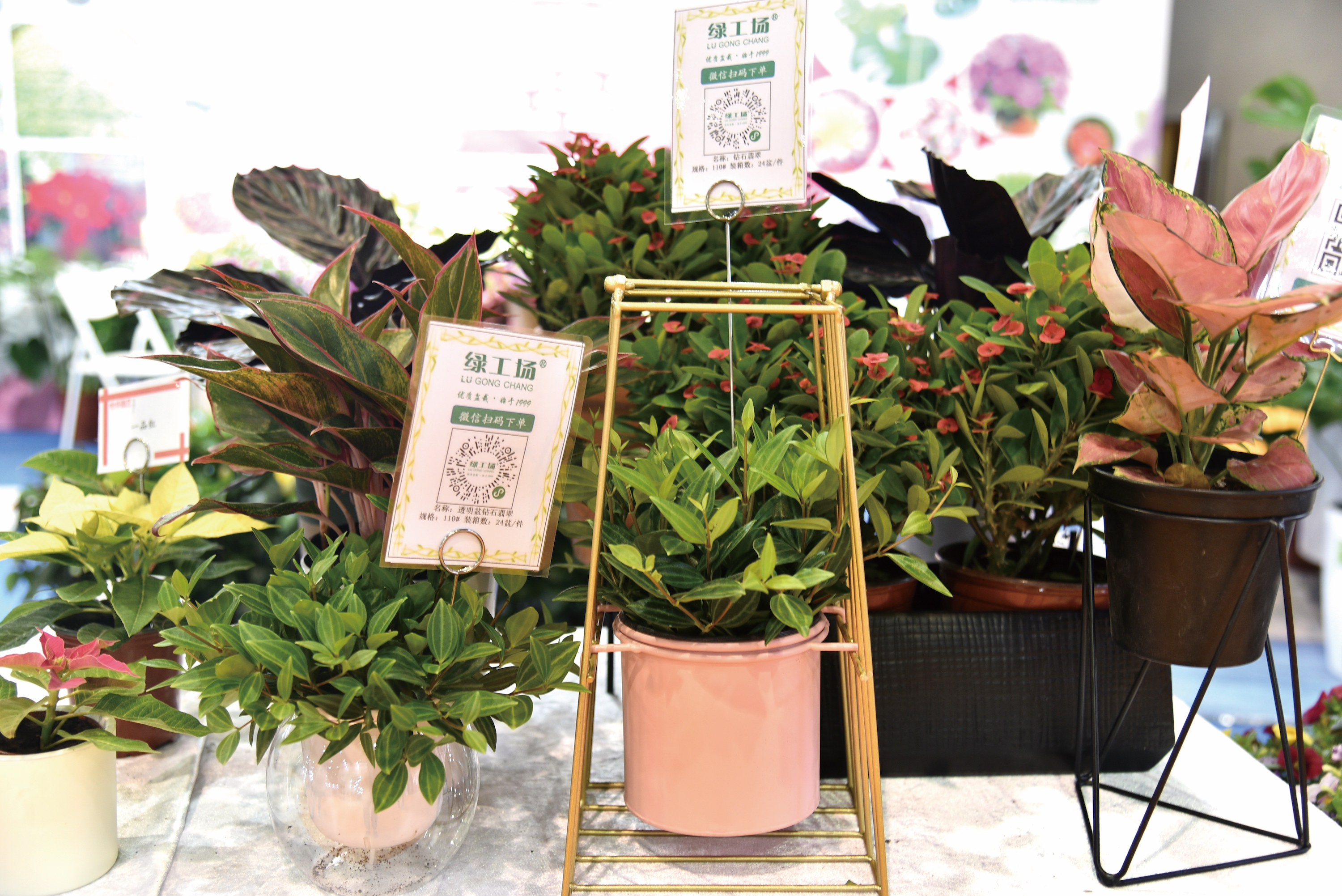 室内设计师常用软装绿植,软装师最爱的绿植