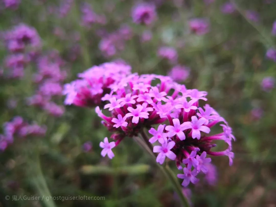 中文到底有多美朗诵原稿,中文到底有多美朗诵背景视频