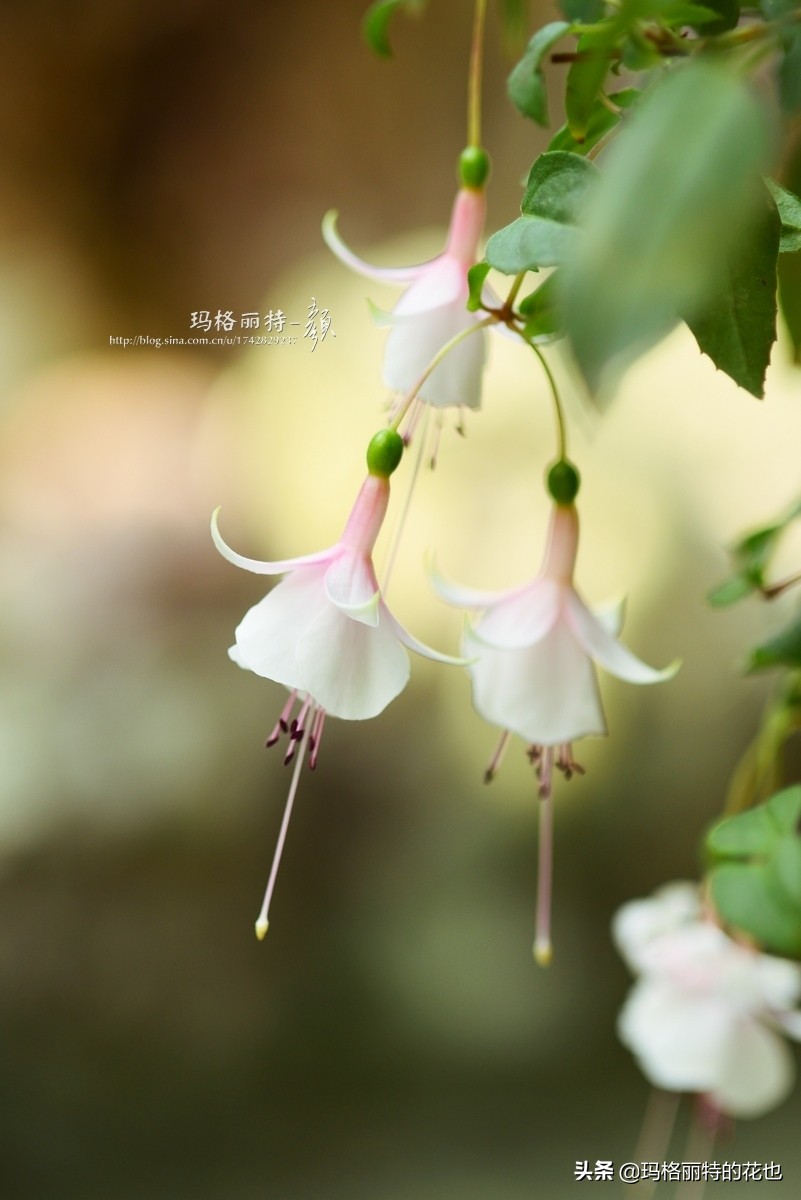 园丁金挂有排期吗,吊钟海棠怎么养护