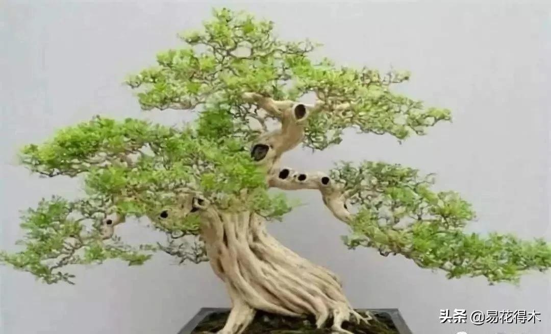 盆景舍利什么时候刷石硫合剂,舍利干罗汉松盆景