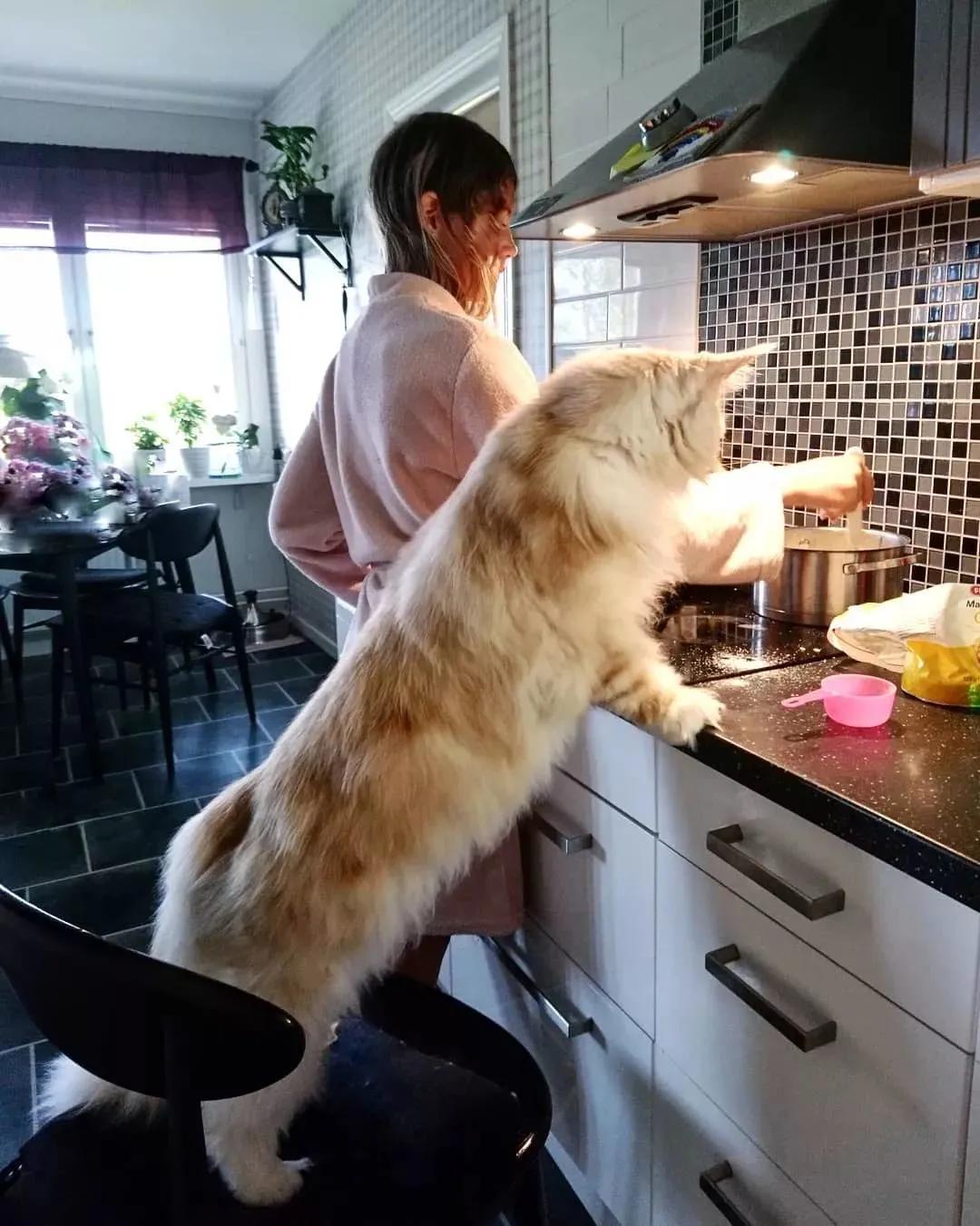 猫的种类大全缅因猫,古老的大型猫咪缅因猫