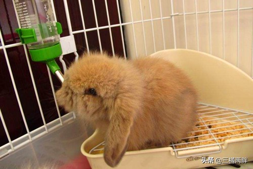垂耳兔怎么不在笼子里养,长毛兔垂耳兔怎么养