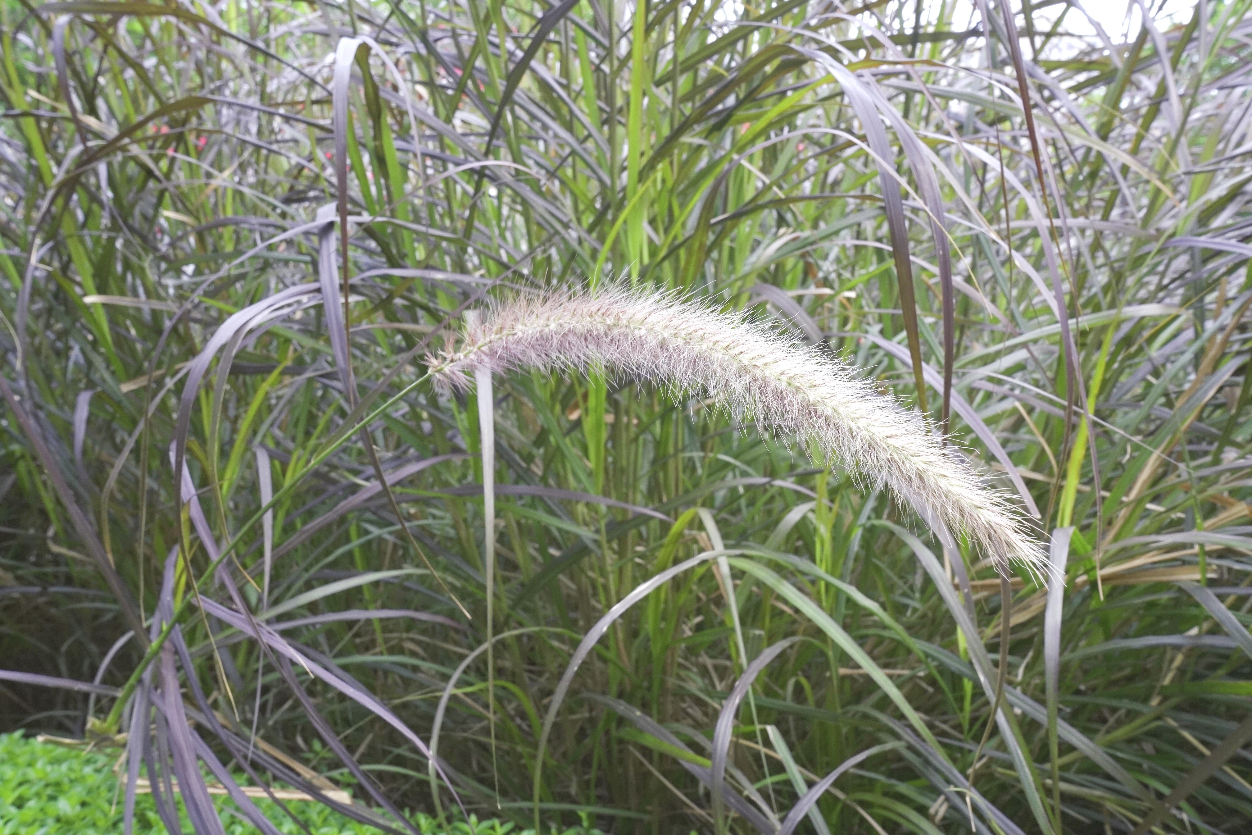 景深和光圈与焦距的关系,景深与焦距分析