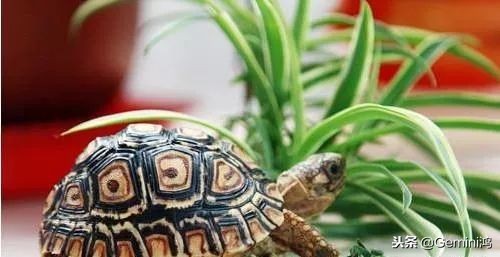 文玩小乌龟,文玩乌龟代表什么