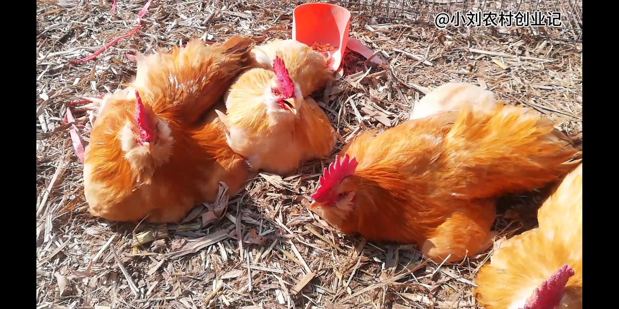 鸡啄肛啄羽吃什么药,养鸡啄羽啄肛如何解决