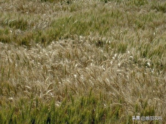 小麦大面积死苗怎么办,小麦枯死连根烂了怎么办