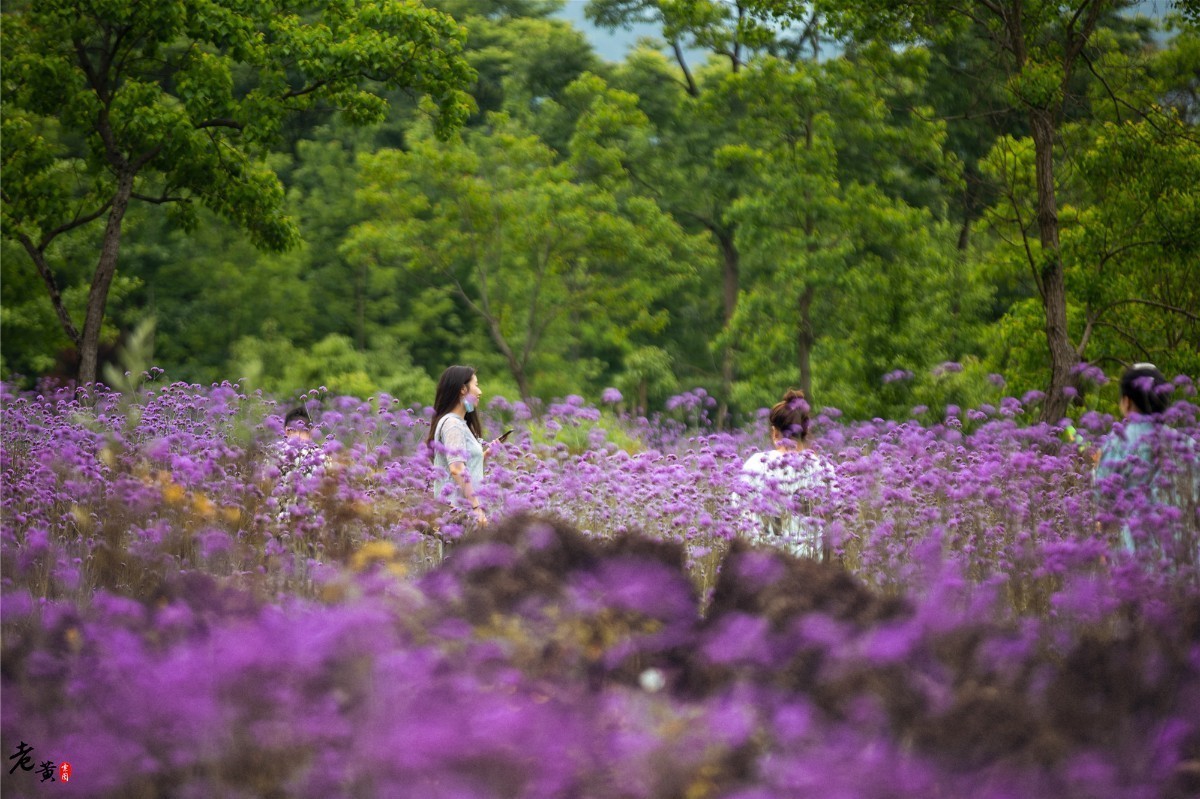 酉阳叠石花谷生命之源,酉阳叠石花谷景区4月份开花