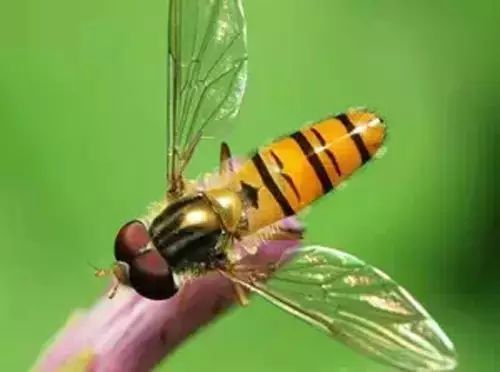 百香果如何种植效益好些,百香果最新高产种植方法