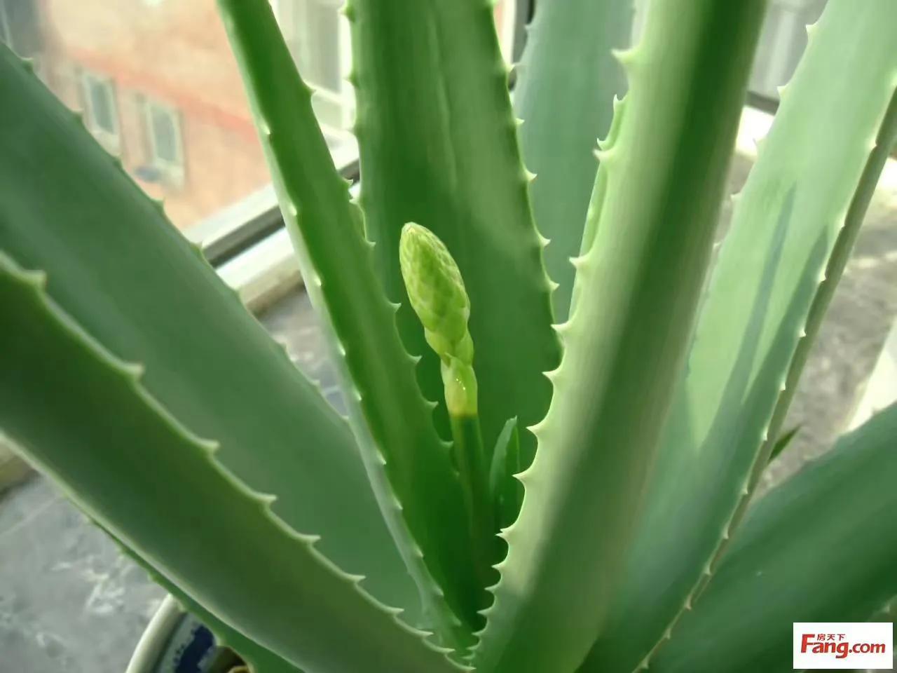 什么芦荟可以直接做面膜,芦荟的作用吃法大全集