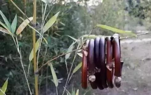 山上砍的木头做架子,山上藤条编织