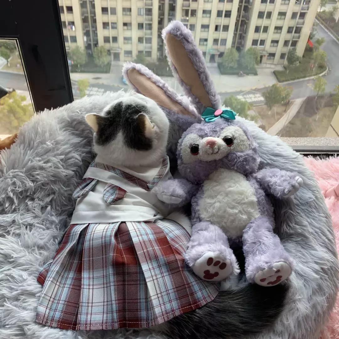 创业卖宠物衣服,给家里的宠物做一件衣服超简单