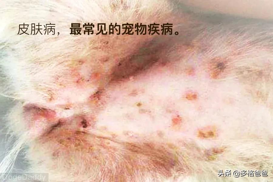 博美犬瘟治疗攻略,宠物常见病药物推荐