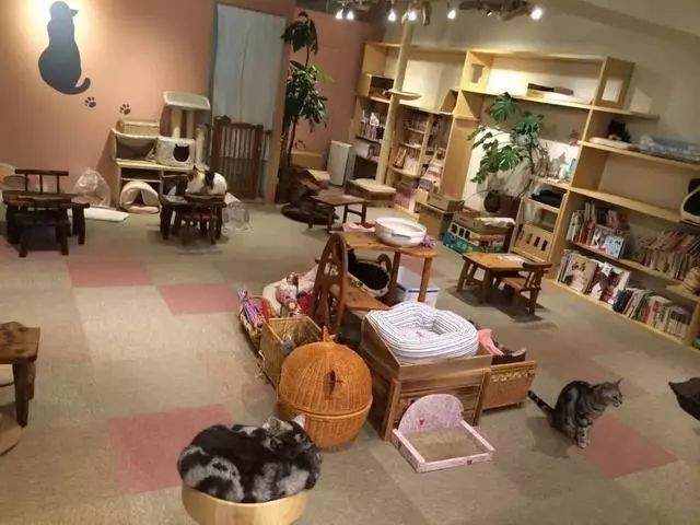 日本的撸猫圣地,日本东京免费撸猫的地方