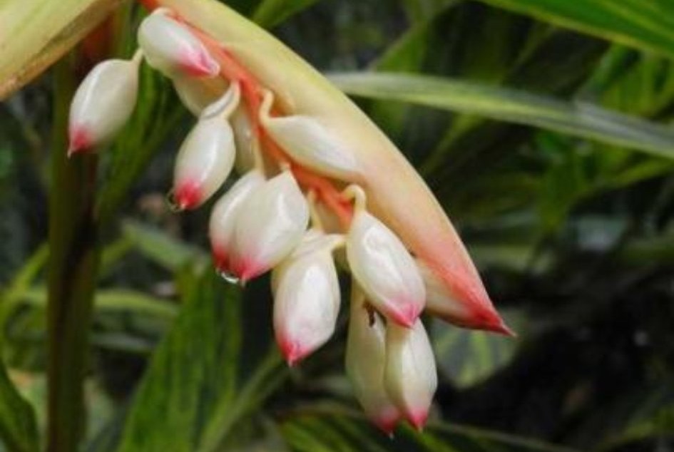 中药各种姜的作用与功效,中药马蹄姜的功效与作用