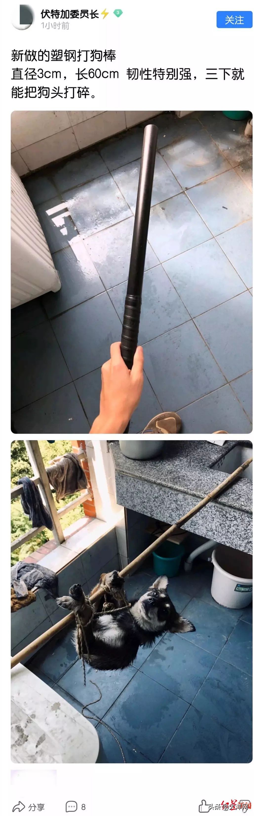 成都理工大学虐狗处理结果,成都理科研究生虐狗事件