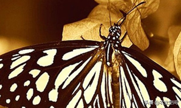 蝴蝶形状的艺术品,蝴蝶具有收藏价值底板