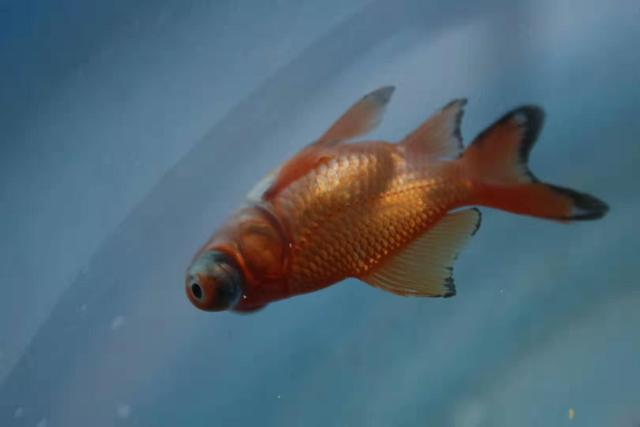 观赏鱼掉鳞是什么原因,观赏鱼因为寄生虫死了还能救活吗