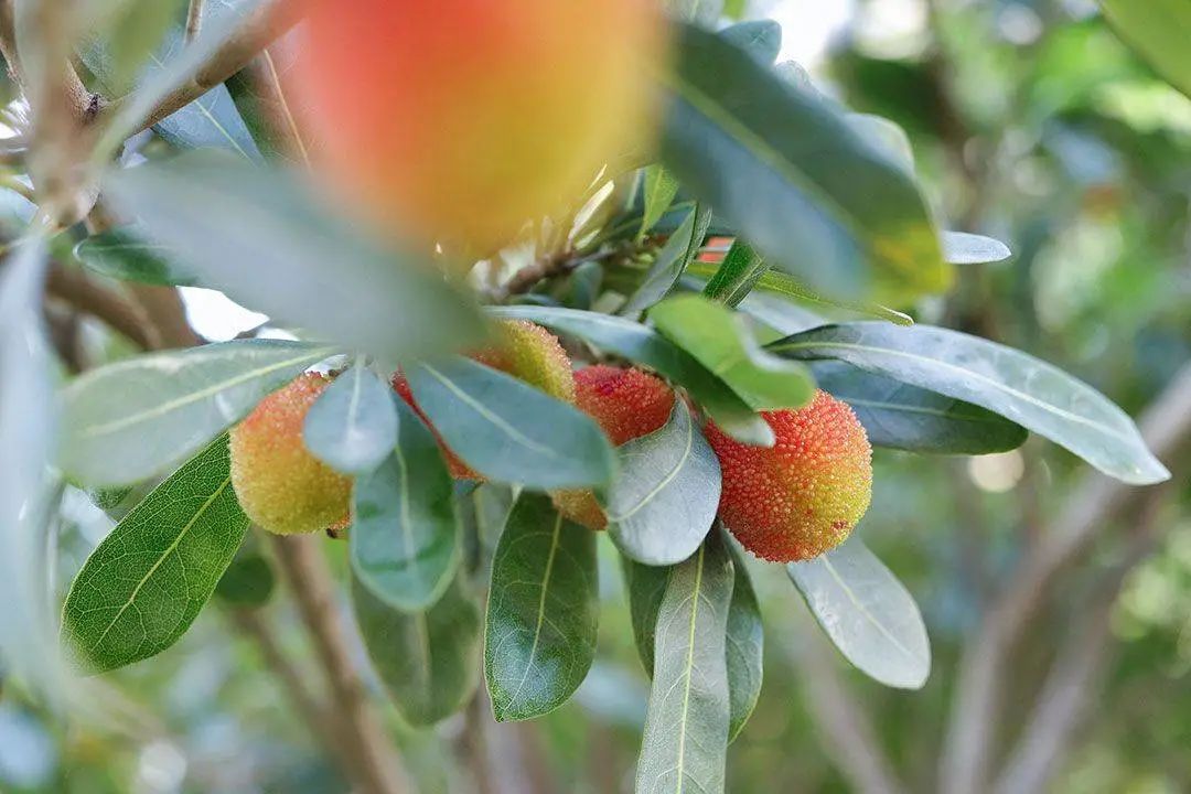 国家地理标志产品仙居杨梅,杨梅地理