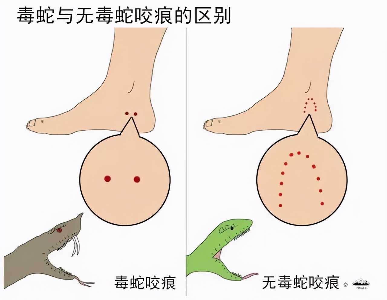 没进家门的蛇能不能打死,大蛇生了一窝小蛇