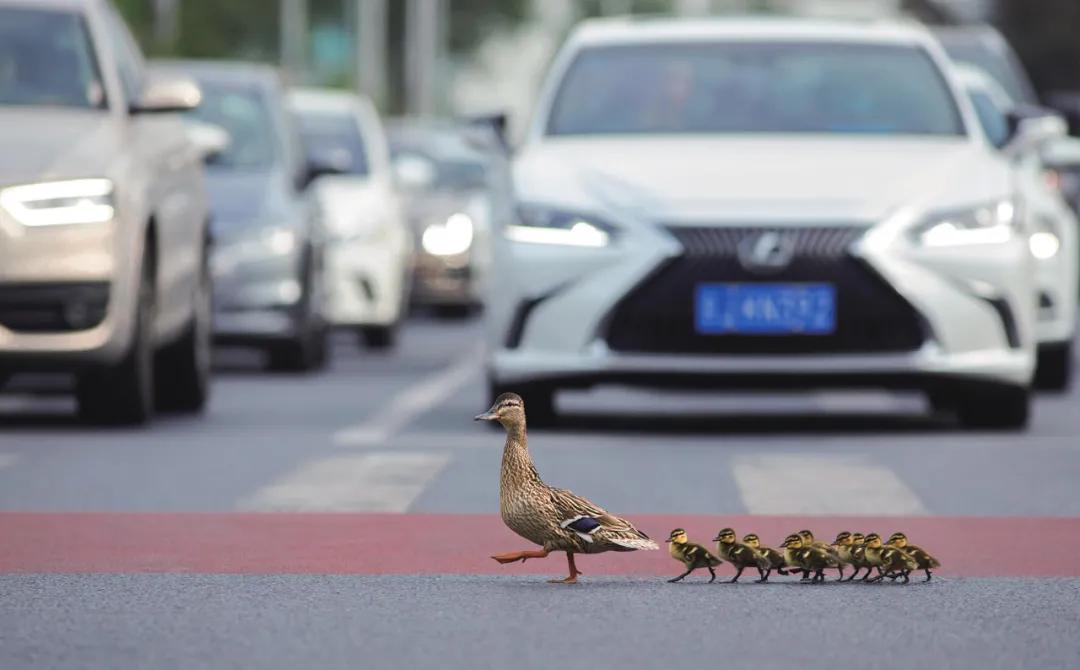 藏羚羊30万一只,藏羚羊30万只了为啥还濒危
