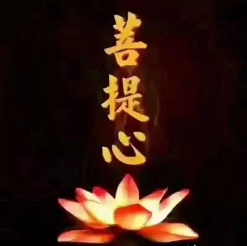 金莲盛开的诗句,金莲花开了会怎么样