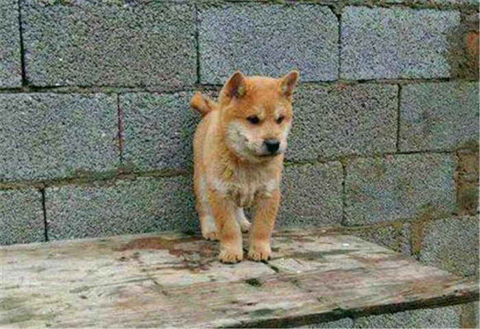 农村养狗不拴狗绳违法吗,家庭养狗及遛狗有何规定