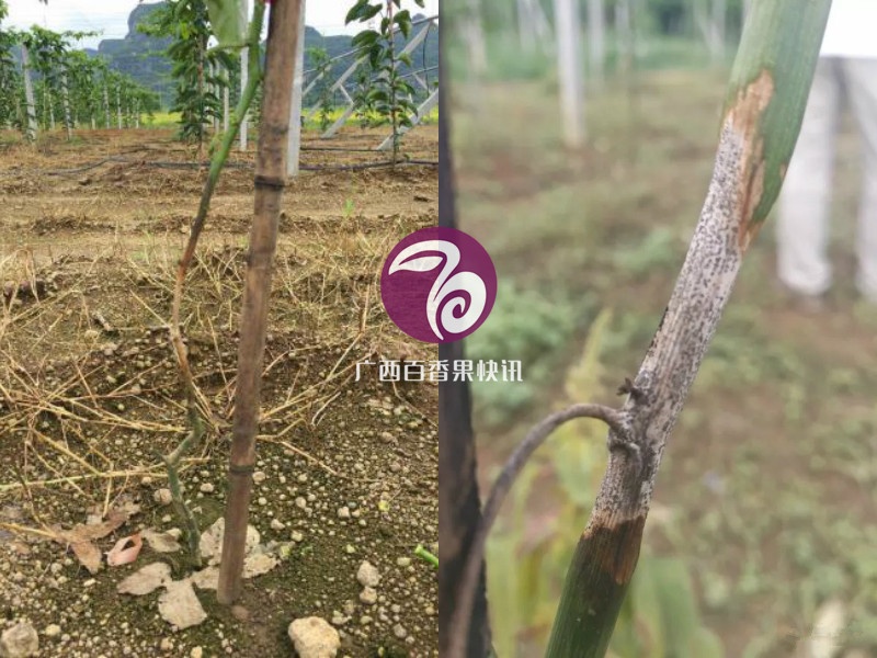 百香果镰刀菌属型、疫霉属型茎基腐病的区别与防治