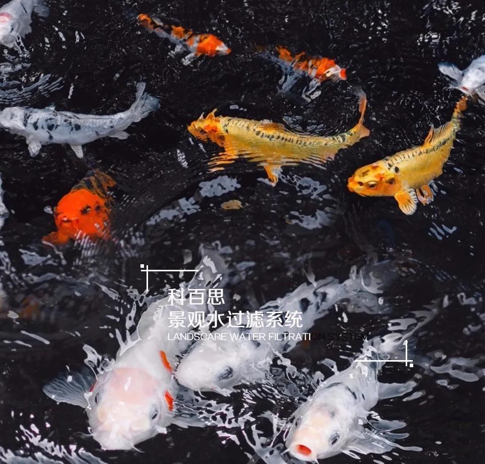 锦鲤的十三个大类名字叫什么,锦鲤十三鳞