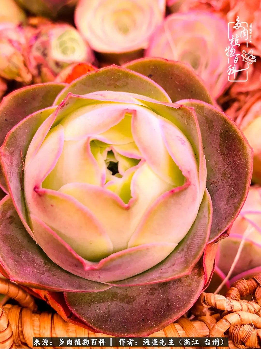山地玫瑰养护顺口溜,山地玫瑰的养护种植注意事项视频