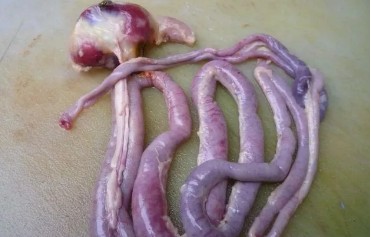 鸡盲肠球虫病的防治措施有哪些,40天鸡盲肠球虫怎么治