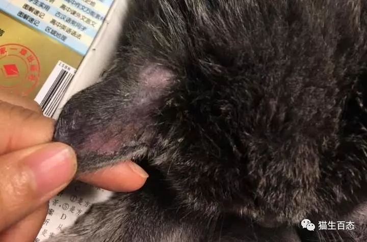 猫癣有那么可怕吗,最可怕的猫癣
