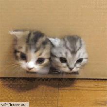 猫粮该如何选择好的品牌,猫粮怎么样选