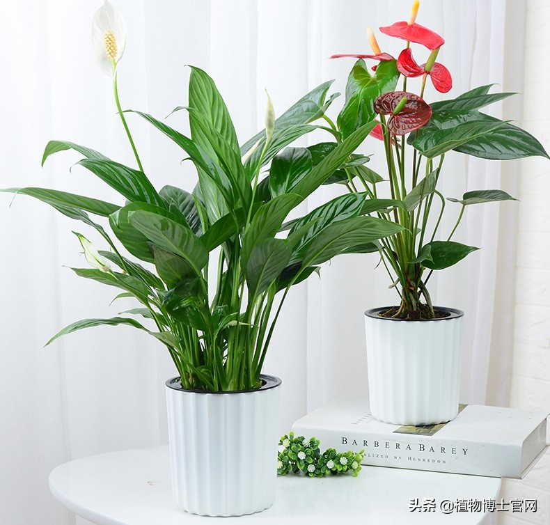 一帆风顺叶子下垂发软怎么补救,一帆风顺叶子下垂发软是不是冻的