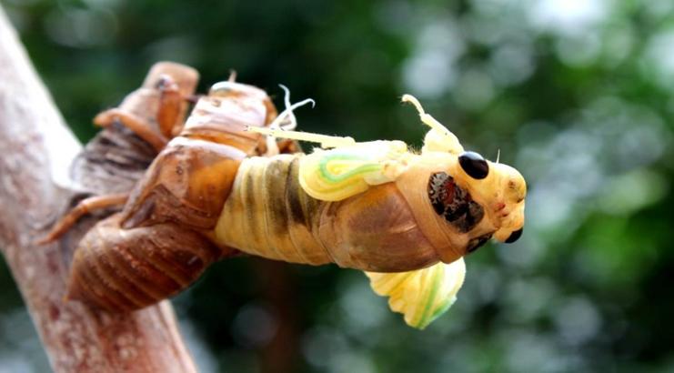 养金蝉注意什么,金蝉养殖前景最好的方法