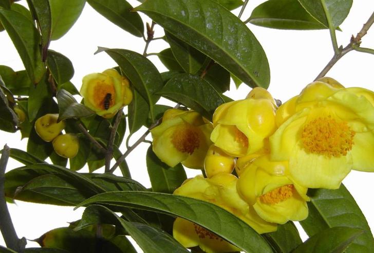 金花茶适合什么地方生长,野生金花茶与种植金花茶区别