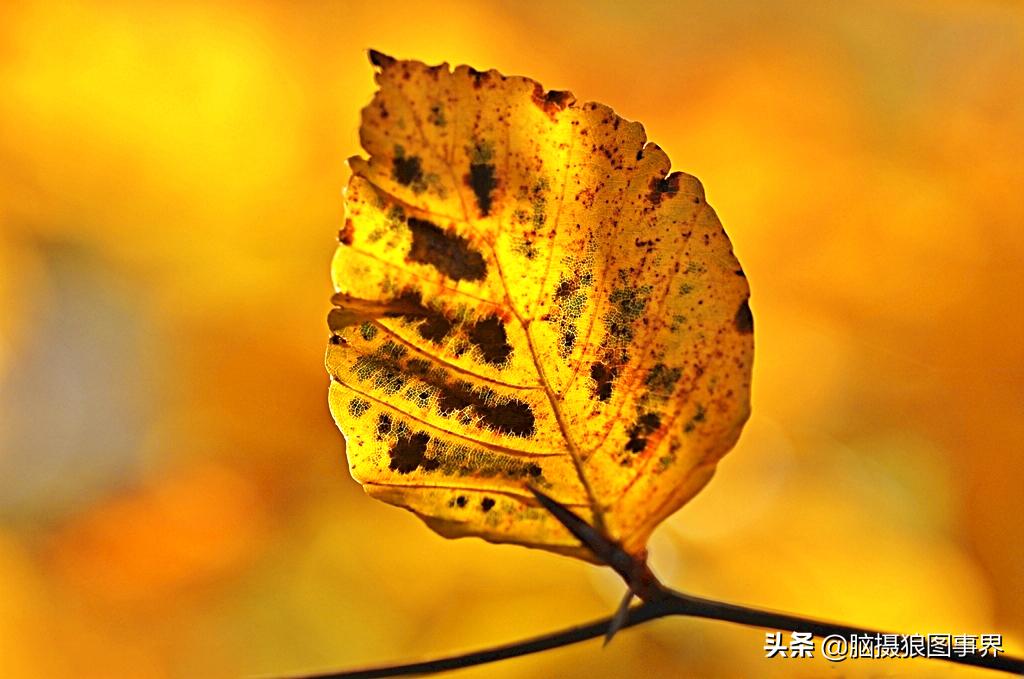 秋叶拍照构图,如何拍摄秋叶照片