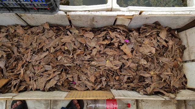 为什么要在天台种菜,天台种菜合适吗