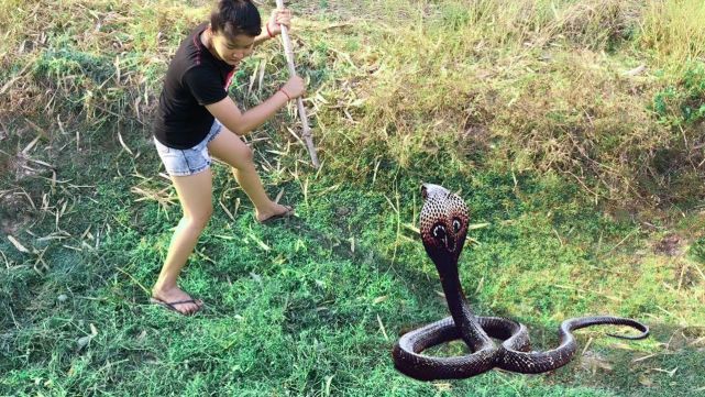 蛇中大熊猫是什么蛇,一条蛇价值100万