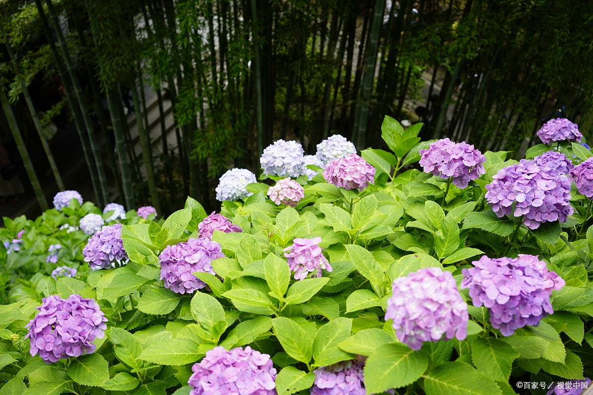 想养个孩子,想养出一个好儿子就要对他撒娇