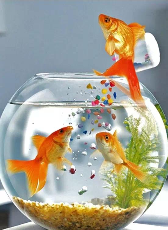 这些五彩斑斓的金鱼养眼又养心,最美的观赏金鱼值得一看