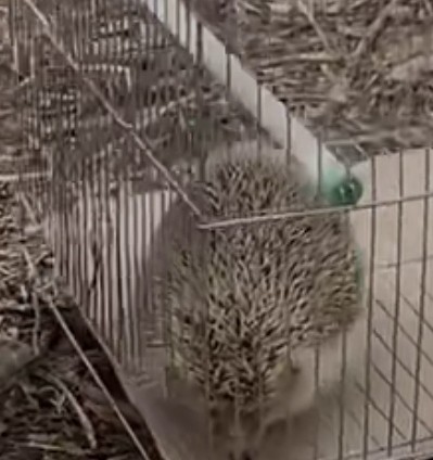 乡村那些年，我曾养过两只刺猬，却接连神秘消失……