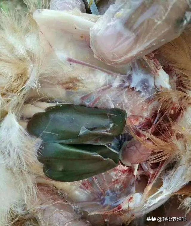 鸡肠炎拉血便怎么治,鸡肠炎处理方法