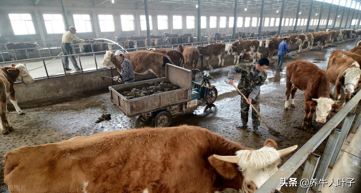 自繁自养养50头牛一年多少利润,种20000亩地养5000头牛