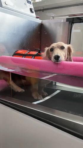 狗犬瘟后期还有救吗,我家狗这是懒到什么程度